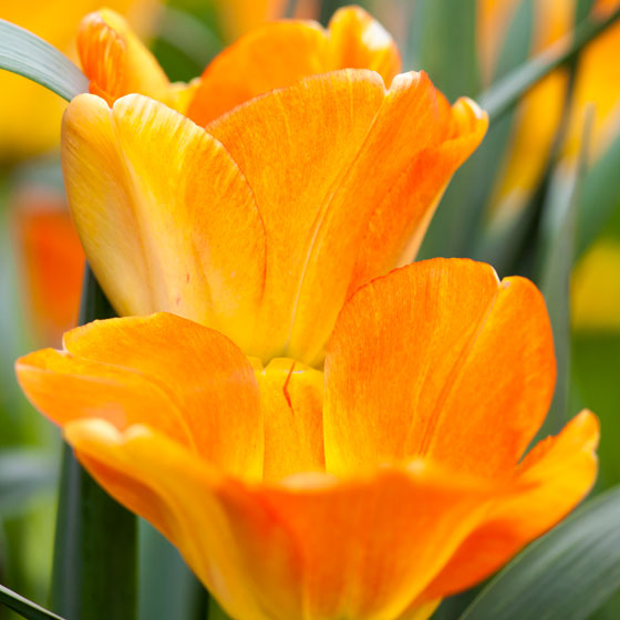 De oranje tulp, Tulipa 'Daydream'.